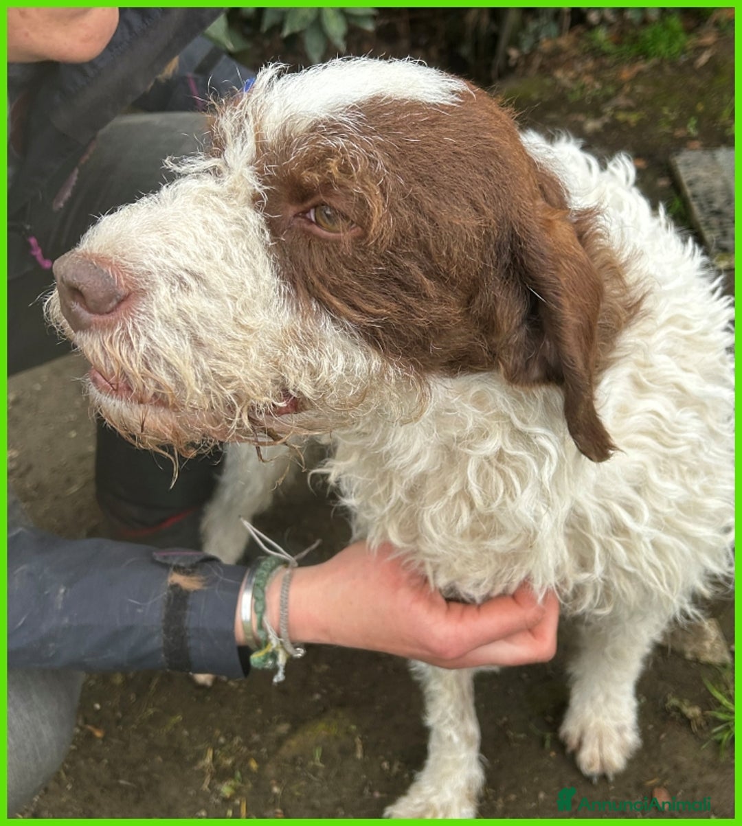 Lagotto cani in regalo: URGENTISSIMO! FORLI' GIOVANE CAGNOLINO CON UNA BRU a Città metropolitana di Milano - Immagine 2