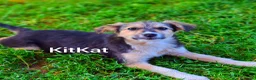 Meticcio cani in regalo: 4 CUCCIOLI coccoloni da morire! TG MEDIO PICCOLA - Annuncio 2