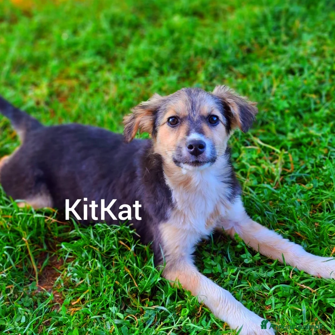 Meticcio cani in regalo: 4 CUCCIOLI coccoloni da morire! TG MEDIO PICCOLA - Annuncio 2
