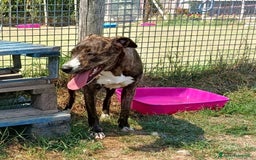 Meticcio cani in regalo: Tria, fantastica cucciola molossina a Provincia di Latina - Immagine 3