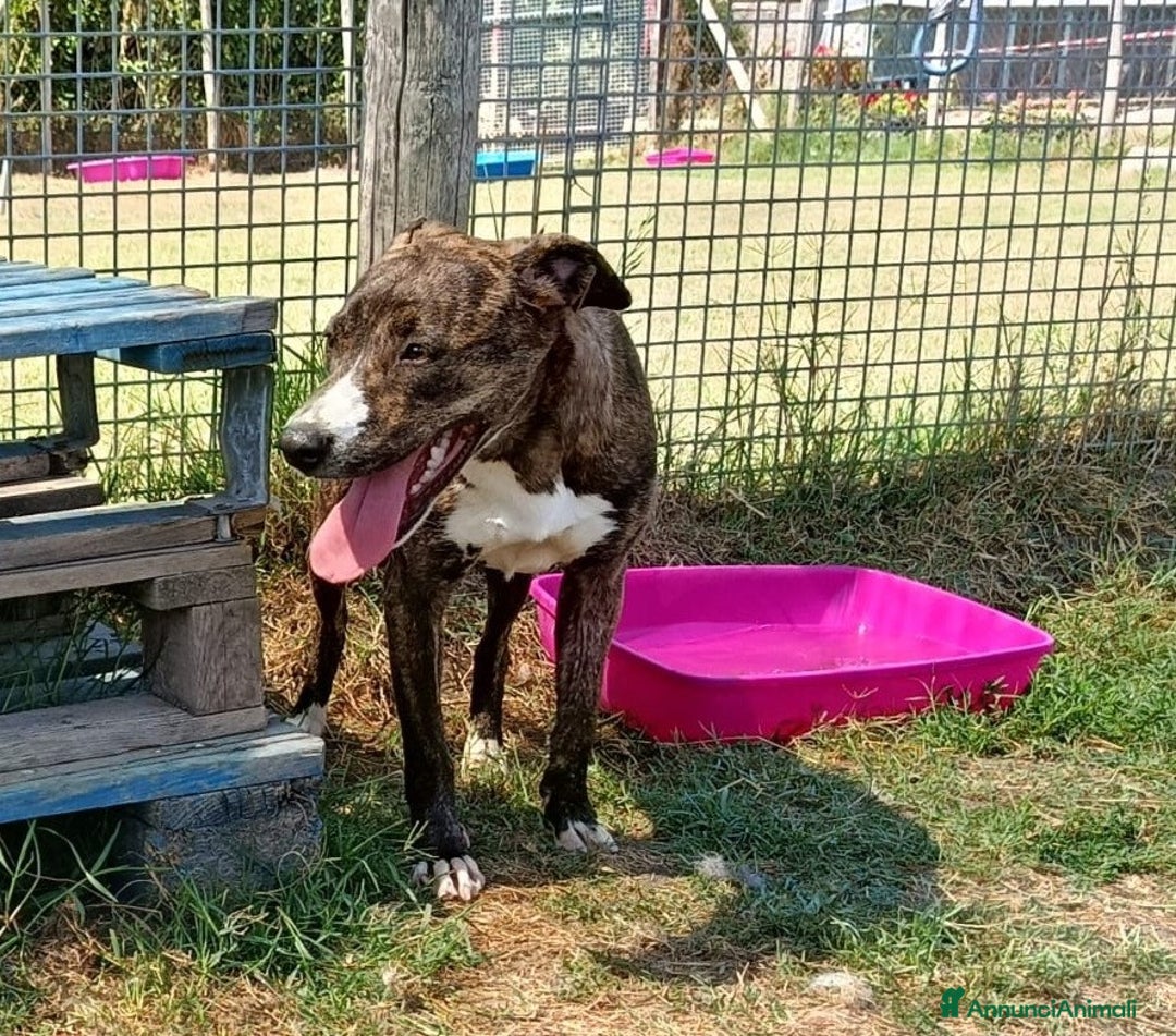 Meticcio cani in regalo: Tria, fantastica cucciola molossina a Provincia di Latina - Immagine 3