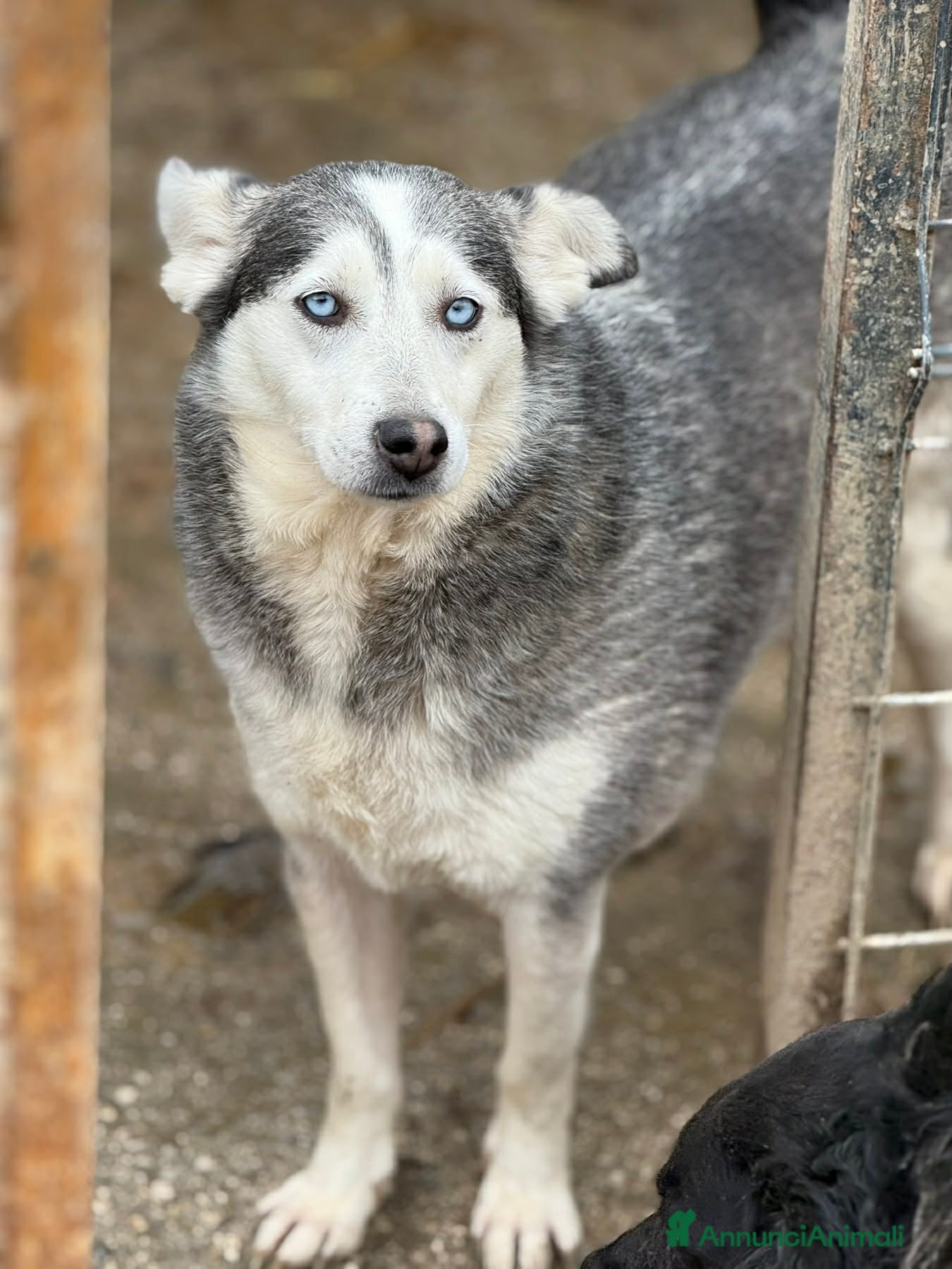 Meticcio cani BLUE, bellissima mix HUSKY impaurita! - Annuncio 38