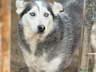 Meticcio cani BLUE, bellissima mix HUSKY impaurita! - Annuncio 38