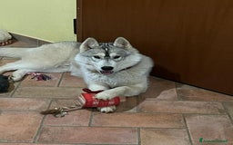 Husky cani per accoppiamento: Splendido Siberian Husky per accoppiamento a Provincia di Cuneo - Immagine 2