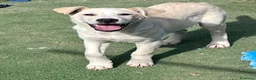 Meticcio cani in regalo: Cucciolo simil Labrador  a Città metropolitana di Roma Capitale - Annuncio 2
