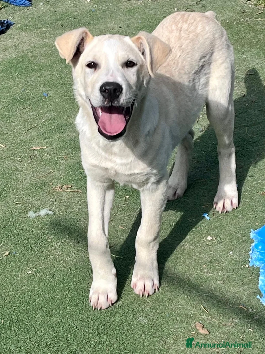 Meticcio cani in regalo: Cucciolo simil Labrador  a Città metropolitana di Roma Capitale - Annuncio 2