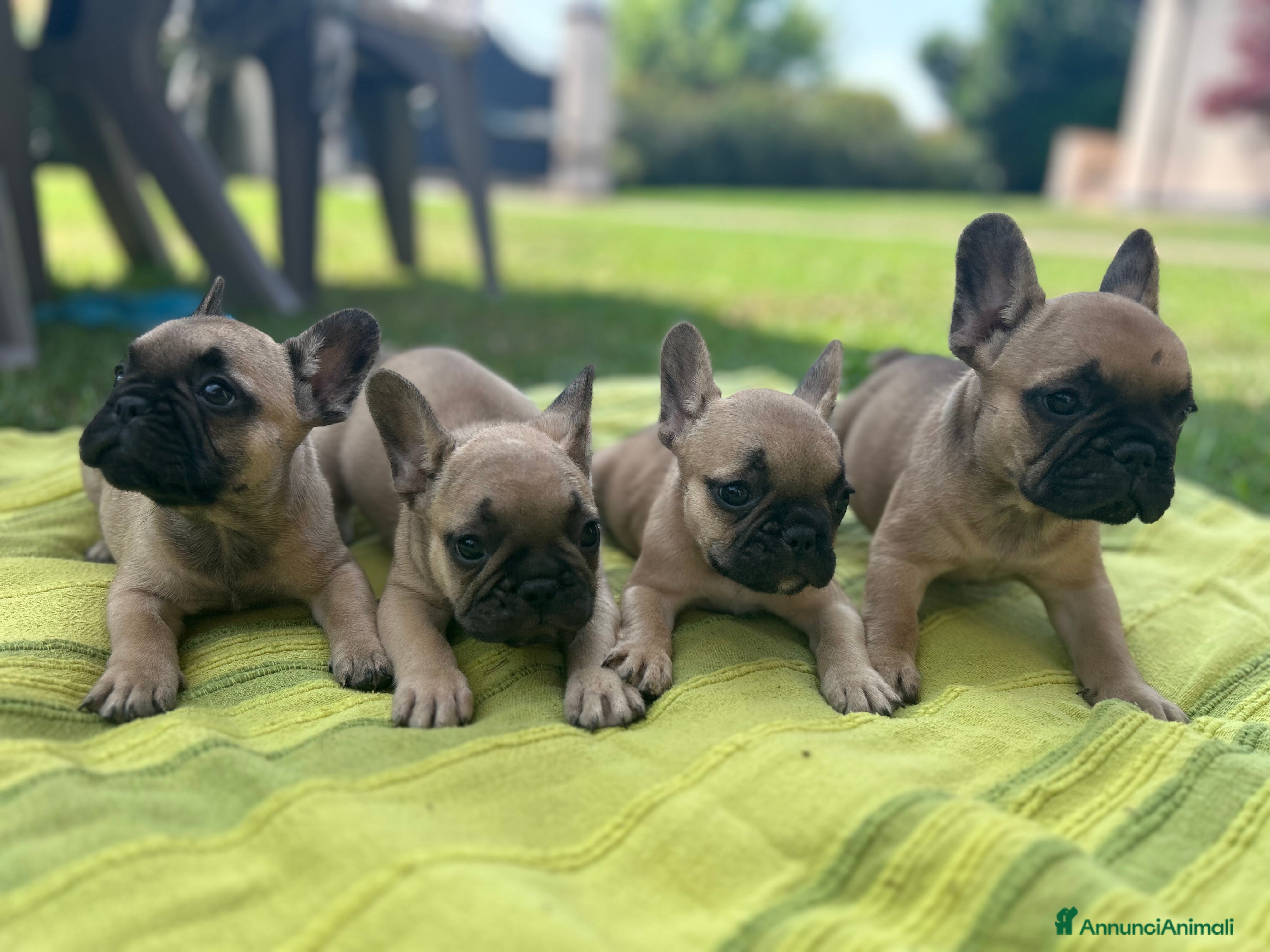 Bulldog Francese cani Bulldog francese cuccioli  - Annuncio 2