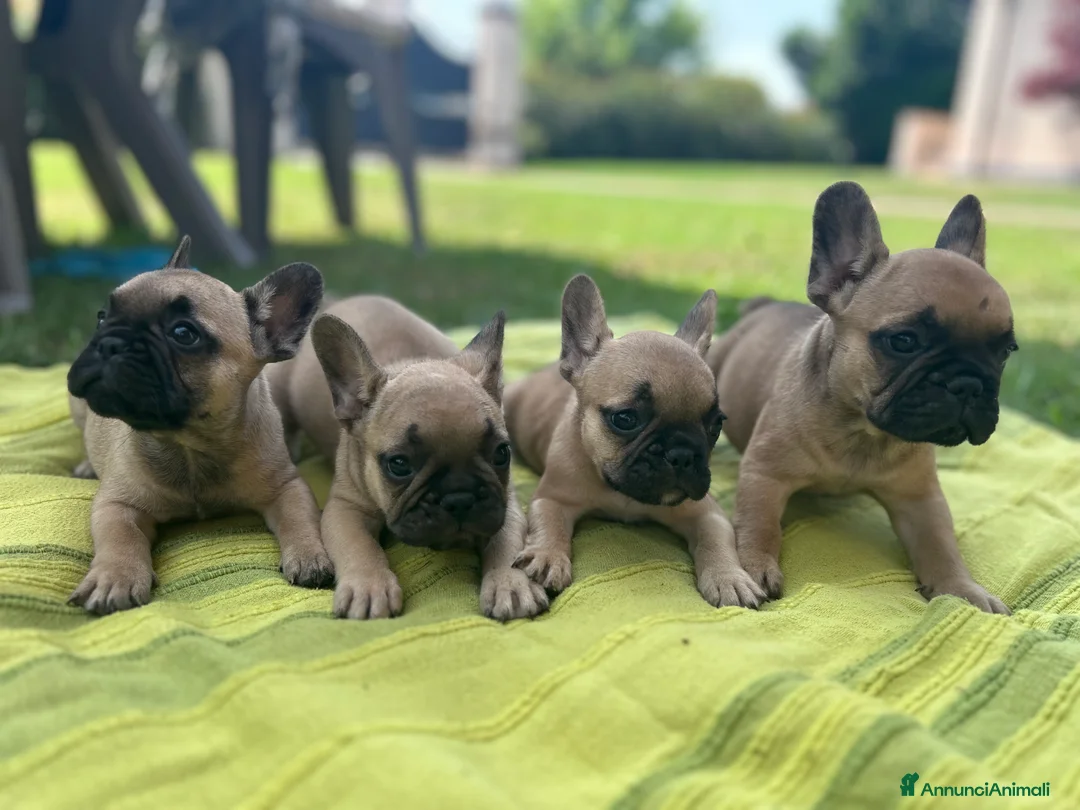 Bulldog Francese cani in vendita: Bulldog francese cuccioli  - Annuncio 1