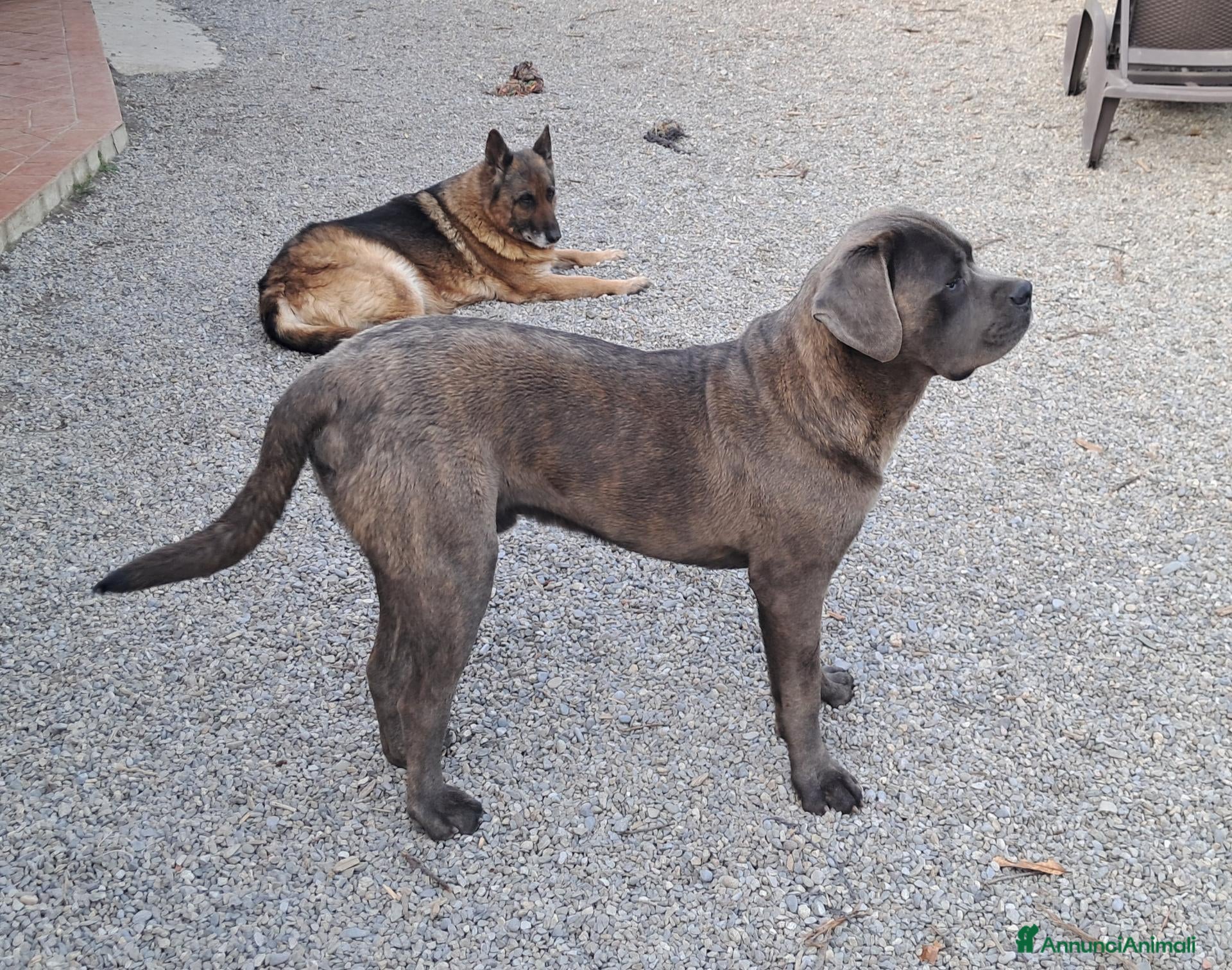 Cane Corso cani Cedo cane corso maschio con pedigree - Annuncio 40