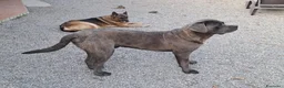 Cane Corso cani in regalo: Cedo cane corso maschio con pedigree - Annuncio 1