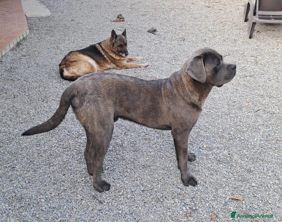 Cane Corso cani in regalo: Cedo cane corso maschio con pedigree - Annuncio 1
