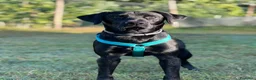 Labrador cani per accoppiamento: Labrador retriever "americano" per accoppiamento  - Annuncio 4