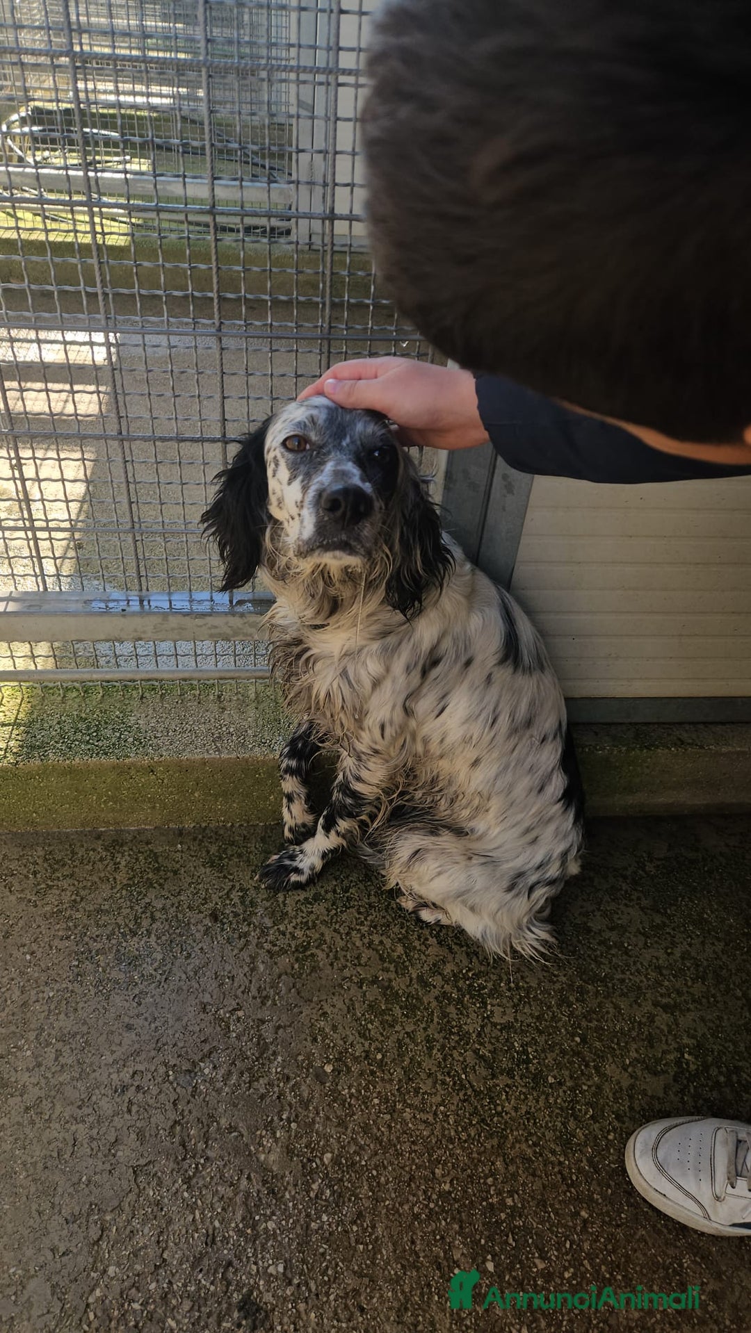 Setter Inglese cani in regalo: Coccinella: giovane dolcissima setterina  - Annuncio 7