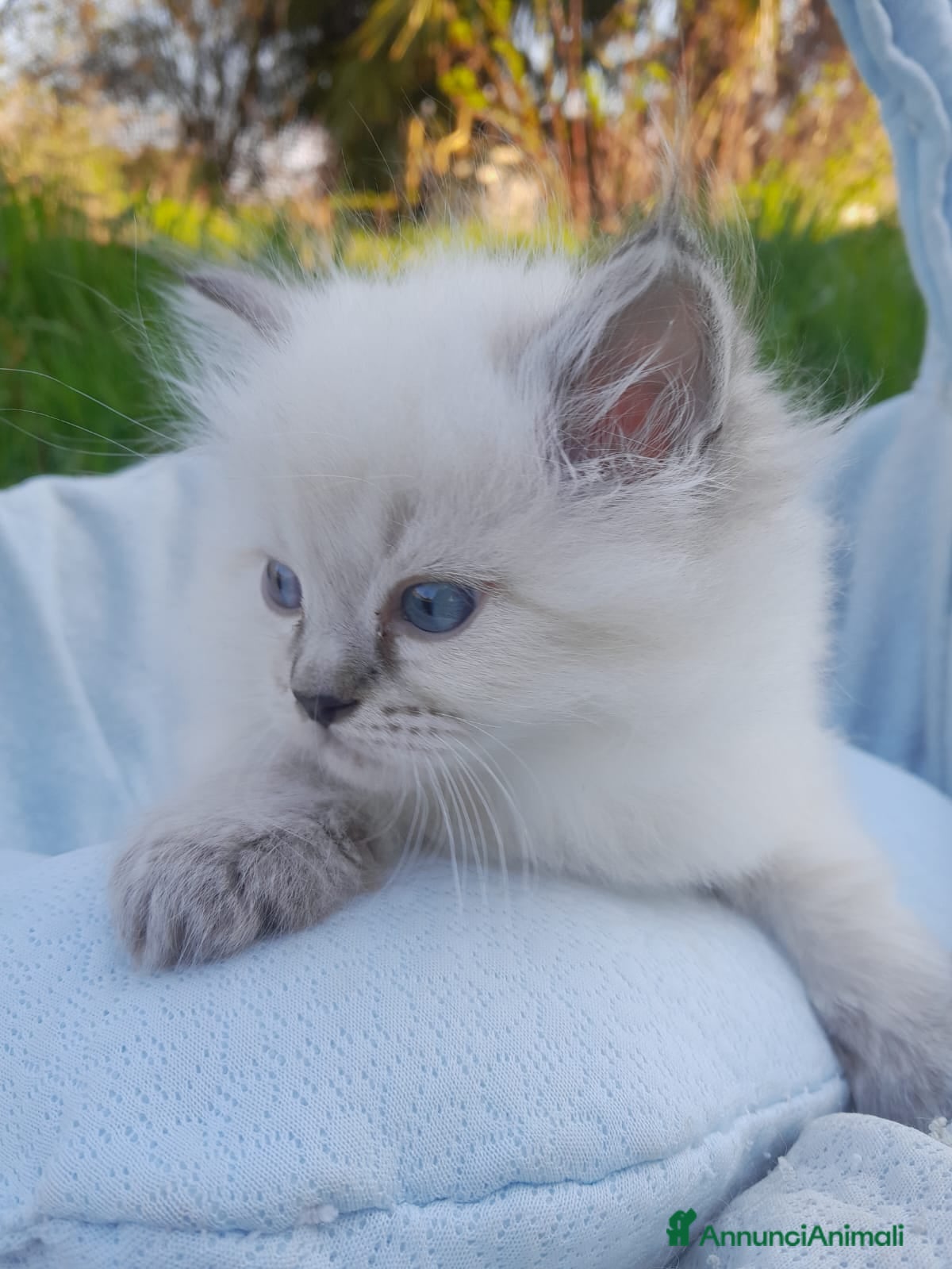 Siberiano gatti Siberiano Neva Masquerade  - Annuncio 5