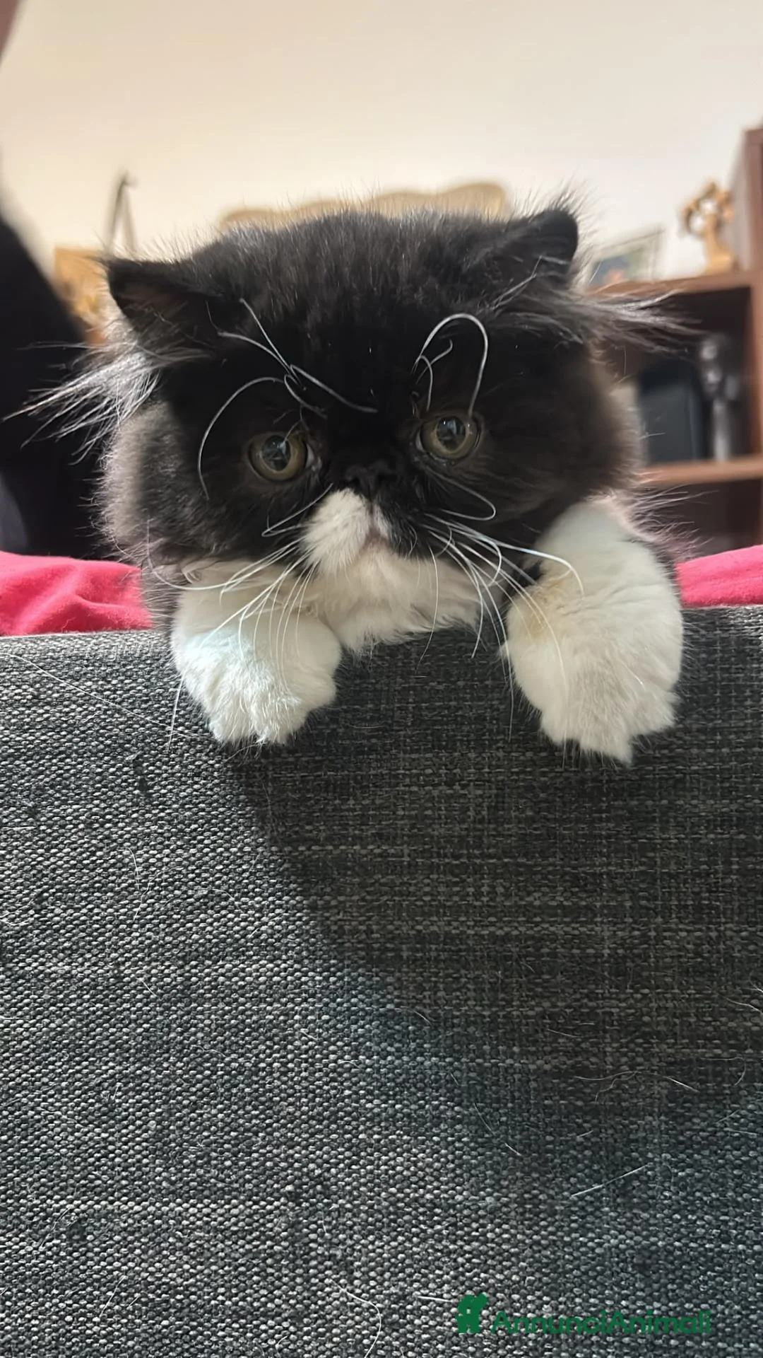 Persiano gatti in vendita: Vendesi cucciolo persiano a Provincia di Pisa - Annuncio 2