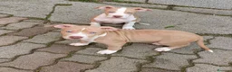 Pitbull cani in vendita: CUCCIOLATA AMERICAN PIT BULL TERRIER  ADBA - Annuncio 6