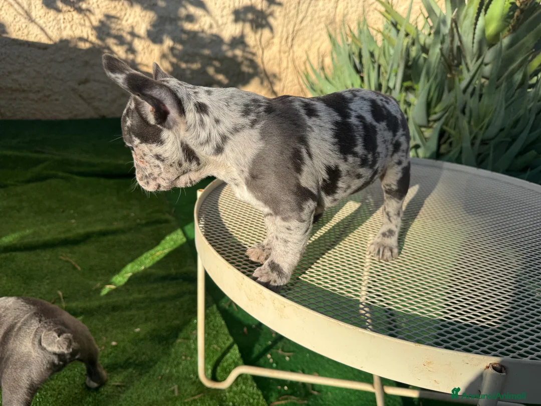 Bulldog Francese cani in vendita: Cuccioli bulldog francese - Annuncio 9