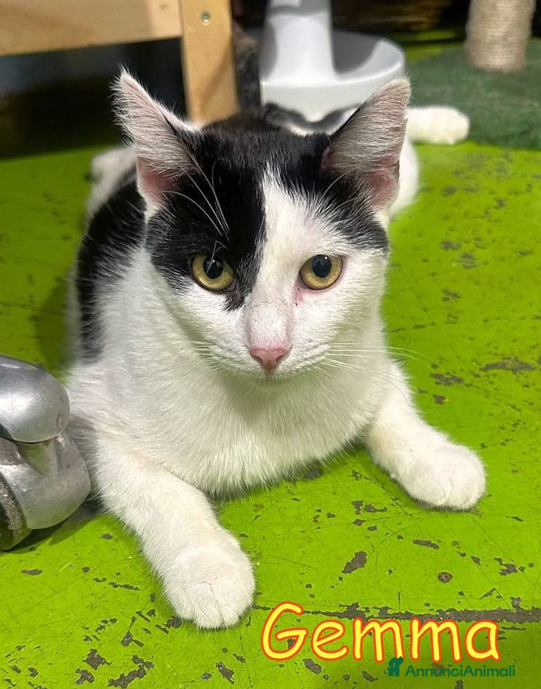 Europeo gatti in regalo: GEMMA DOCLSISSIMA GATTINA a Città metropolitana di Milano - Annuncio 5