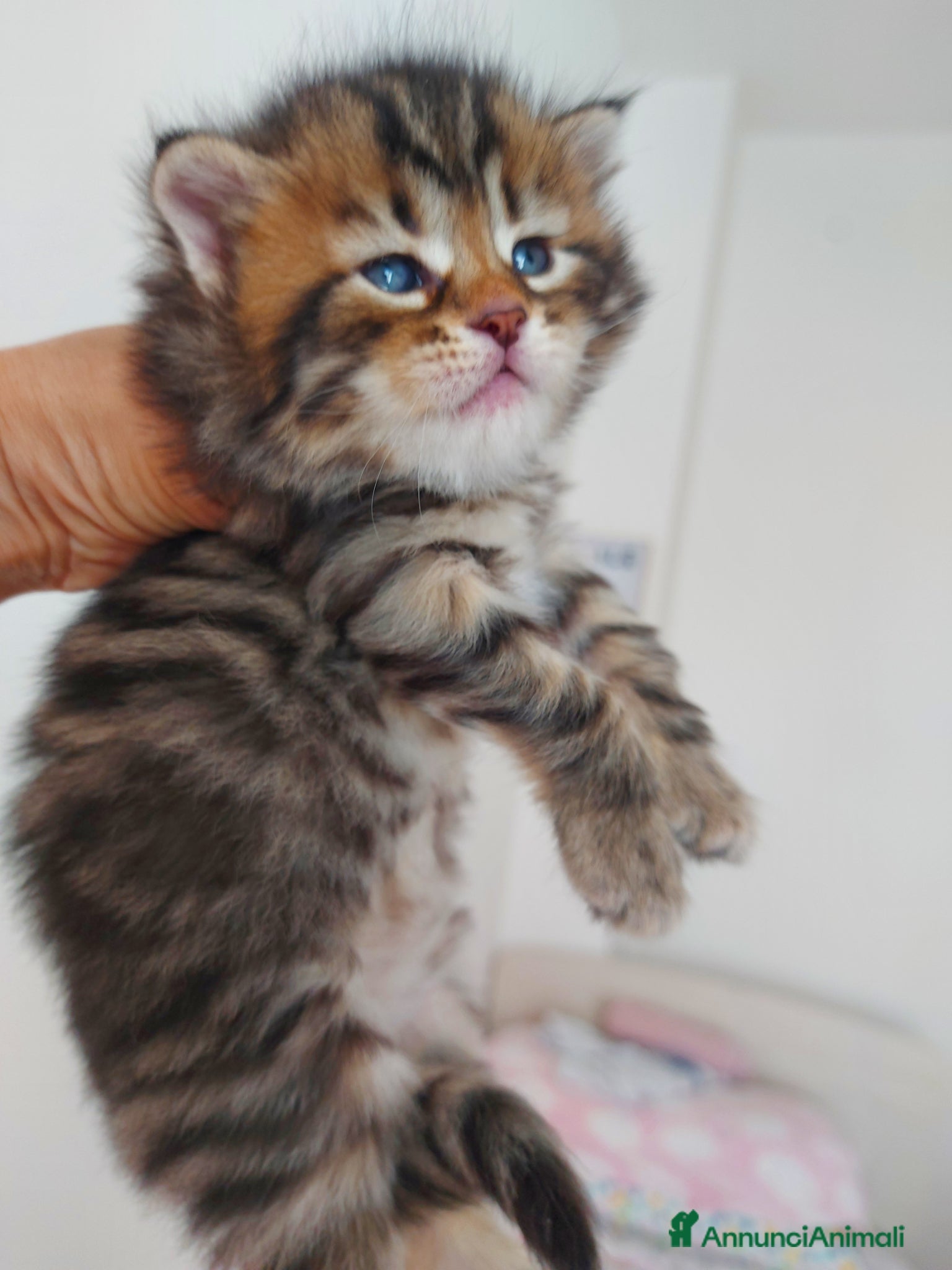 Siberiano gatti Cuccioli di gatto Siberiano Certificati  - Annuncio 8