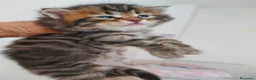 Siberiano gatti in vendita: Cuccioli di gatto Siberiano Certificati  - Annuncio 1