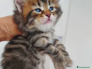 Siberiano gatti Cuccioli di gatto Siberiano Certificati - Annuncio 8