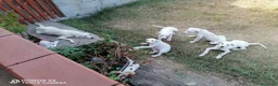 Pastore Abbruzzese Maremmano cani in regalo: regalo cucciolo di maremmano  a Provincia di Nuoro - Annuncio 5