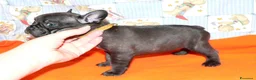 Bulldog Francese cani in vendita: CUCCIOLI BOULEDOGUE FRANCESE PEDIGREE a Provincia di Asti - Annuncio 3
