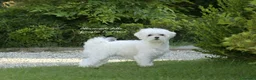 Maltese cani in vendita: Cuccioli Maltese ENCI - Annuncio 4