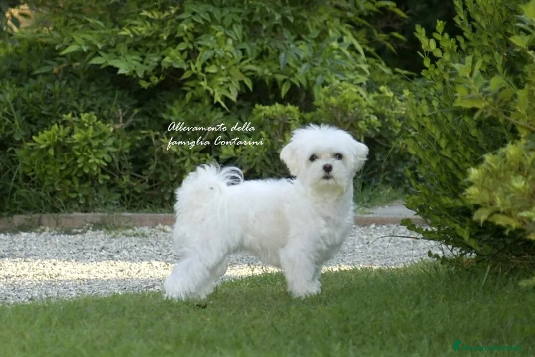 Maltese cani in vendita: Cuccioli Maltese ENCI - Annuncio 4