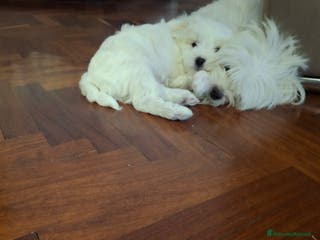 Meticcio cani Maltipoo - Annuncio 1