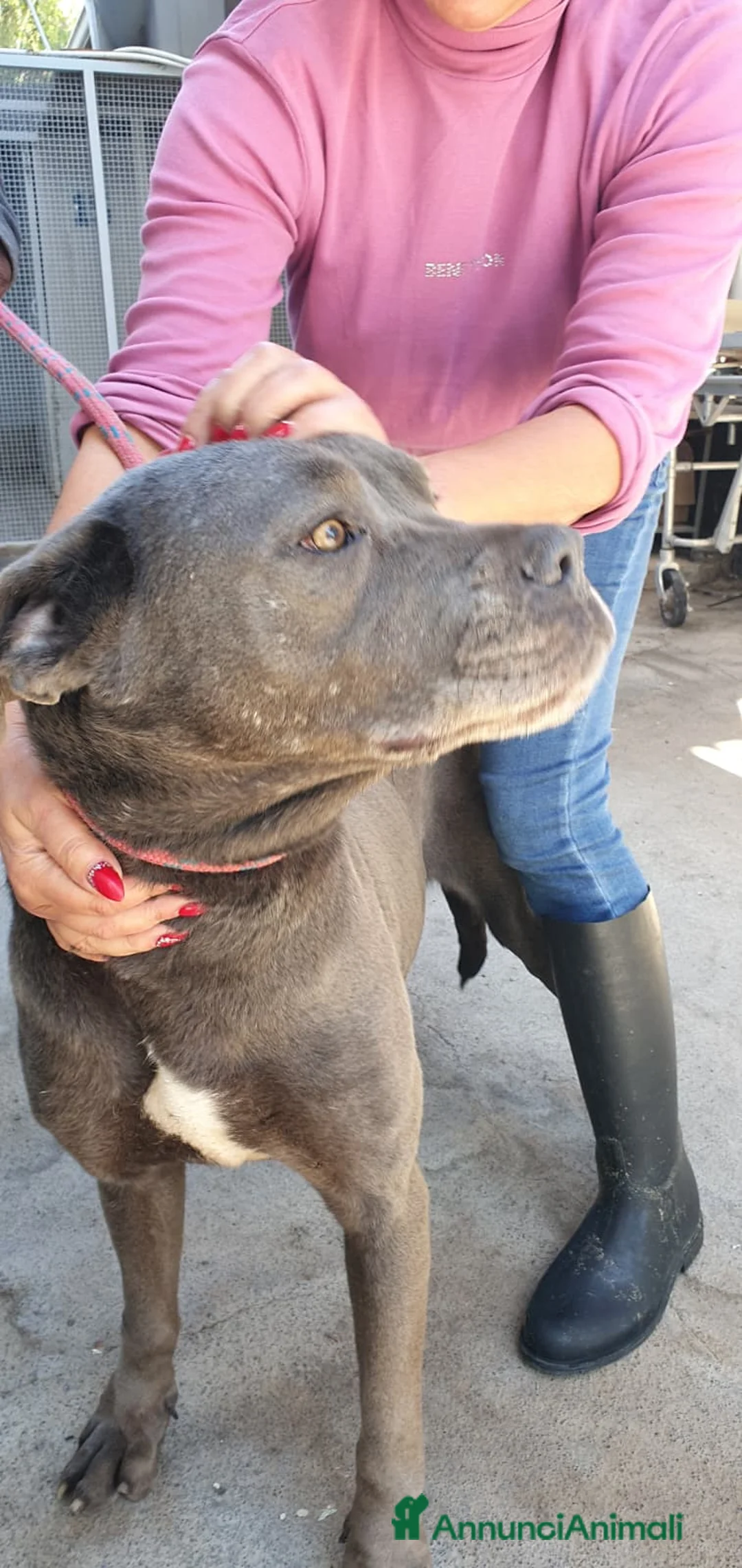 Cane Corso cani in regalo: Monica in Canile - Annuncio 22