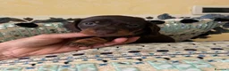 Bassotto cani in vendita: Cuccioli bassotti tedesco kaninchen e nano - Annuncio 2