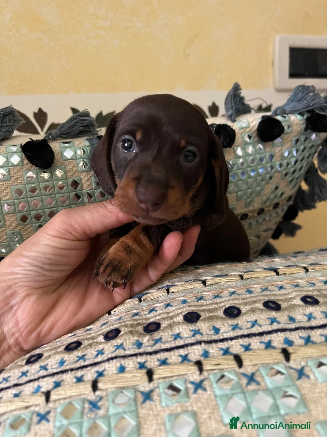 Bassotto cani in vendita: Cuccioli bassotti tedesco kaninchen e nano - Annuncio 2