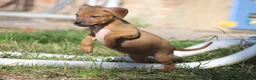 Pitbull cani in vendita: Cuccioli Pit Bull con Pedigree anche a rate - Annuncio 32