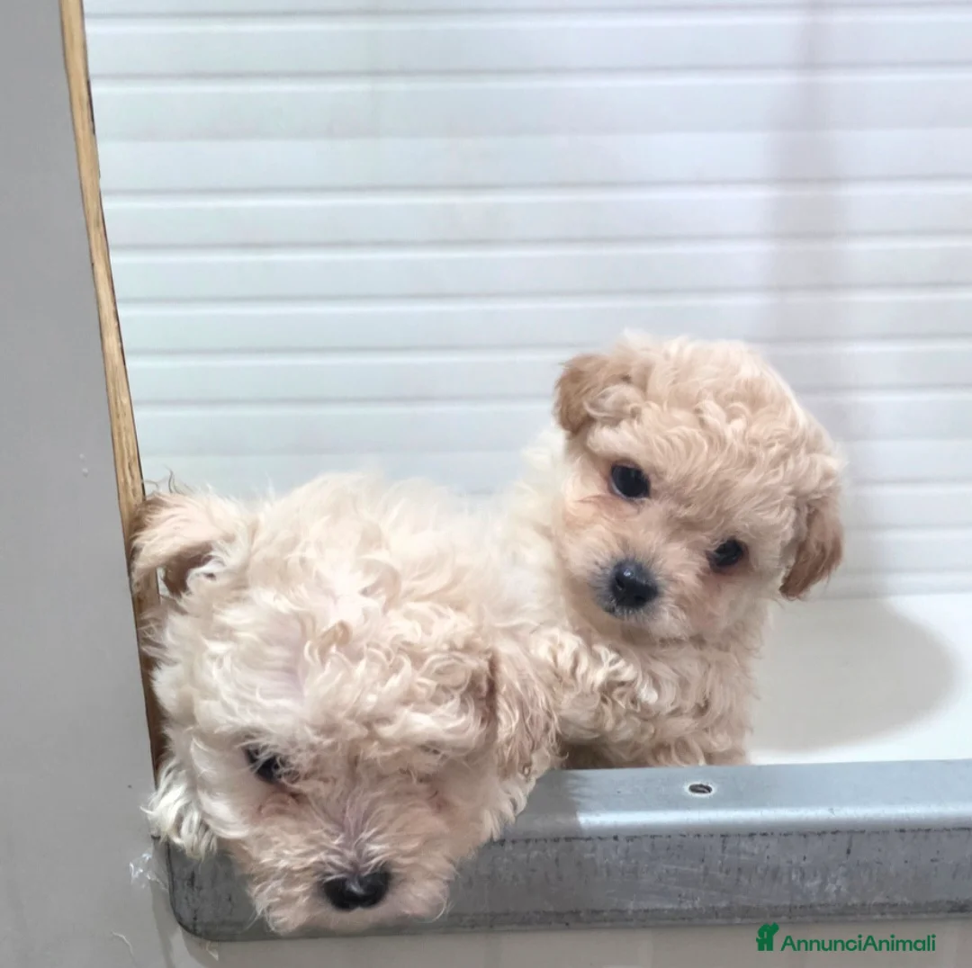Maltipoo cani in vendita: Maltipoo  - Annuncio 2