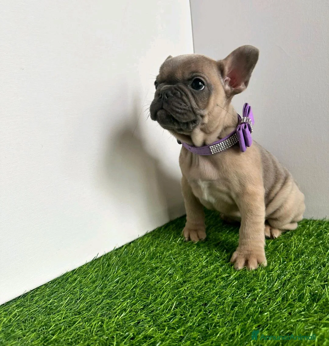 Bulldog Francese cani in vendita: Cuccioli di bulldog francese di 11 settimane a Città metropolitana di Roma Capitale - Annuncio 8