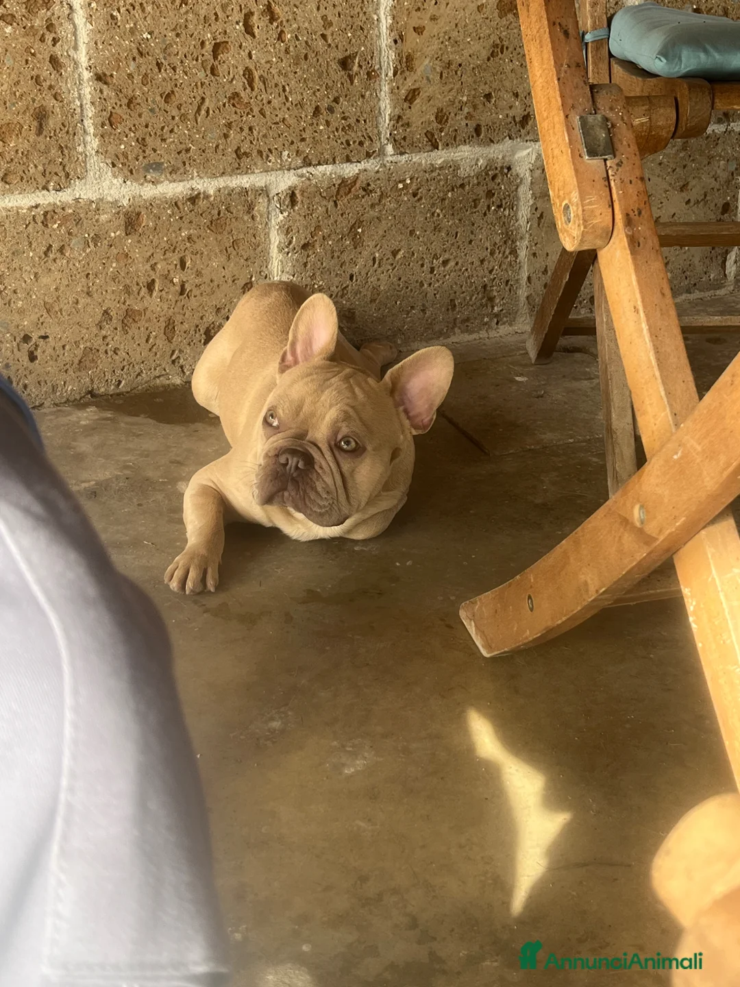 Bulldog Francese cani in vendita: Cuccioli di Buldog francese esotico  - Annuncio 2