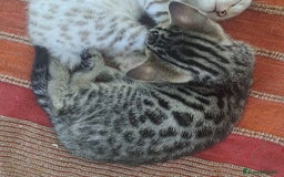 Bengala gatti in vendita: Gattino maschio di razza bengala a Provincia della Spezia - Immagine 3