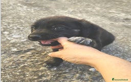 Altre razze cani in regalo: michelle e stellina a Provincia di Bergamo - Immagine 3
