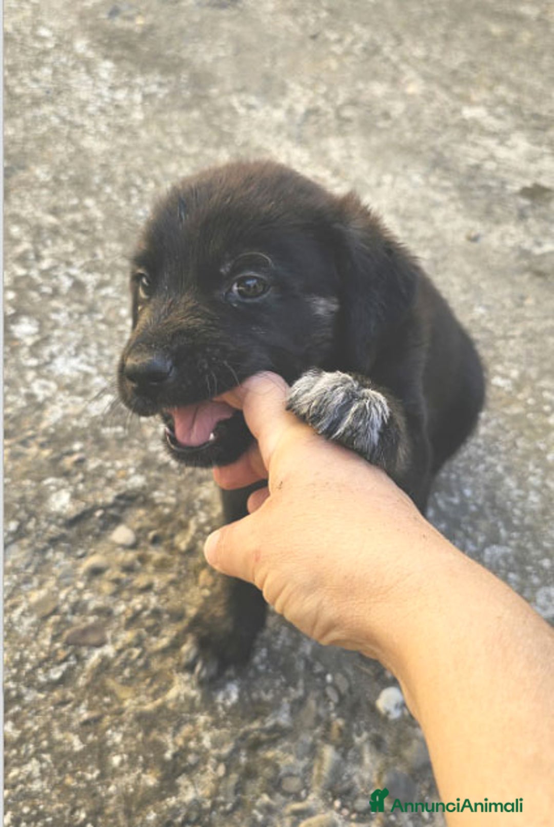 Altre razze cani in regalo: michelle e stellina a Provincia di Bergamo - Immagine 3