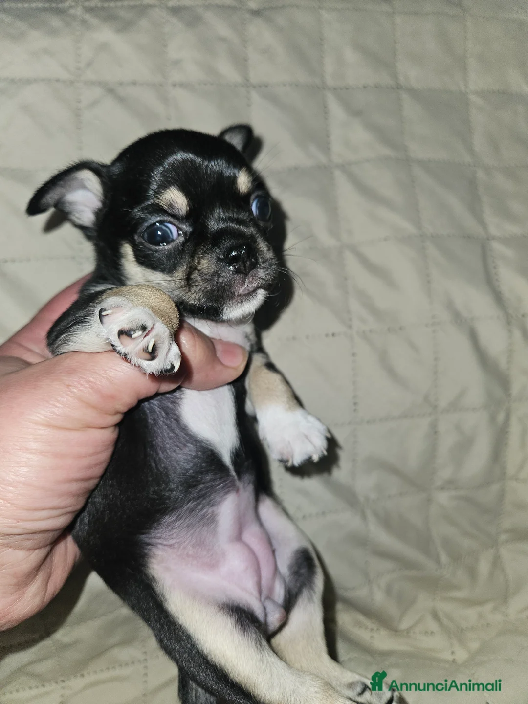 Chihuahua cani in vendita: Chihuahua nana femmina - Annuncio 6