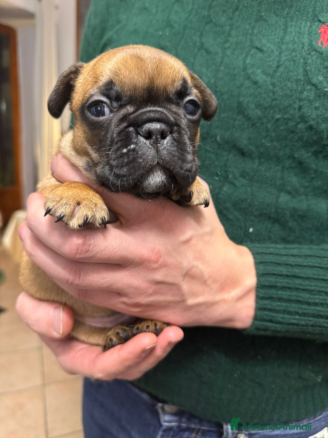 Bulldog Francese cani in vendita: Cuccioli di Buldog francese  - Annuncio 4