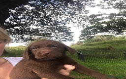 Labrador cani in regalo: Labrador cuccioli di due mesi - Immagine 5