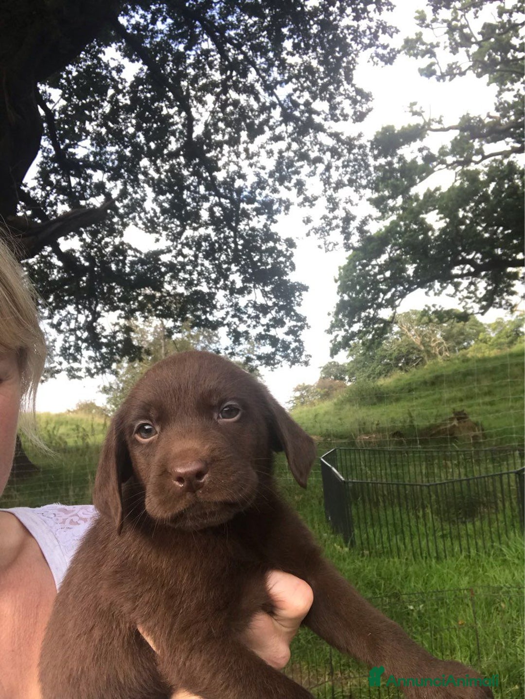 Labrador cani in regalo: Labrador cuccioli di due mesi - Immagine 5