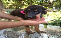 Meticcio cani in regalo: UVETTA ASPETTA UNA MAMMA  a Provincia di Varese - Immagine 1