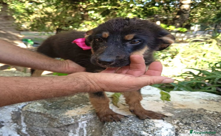 Meticcio cani a Provincia di Varese - Annuncio 16