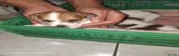 Jack Russell cani in vendita: Vendiita  - Annuncio 6
