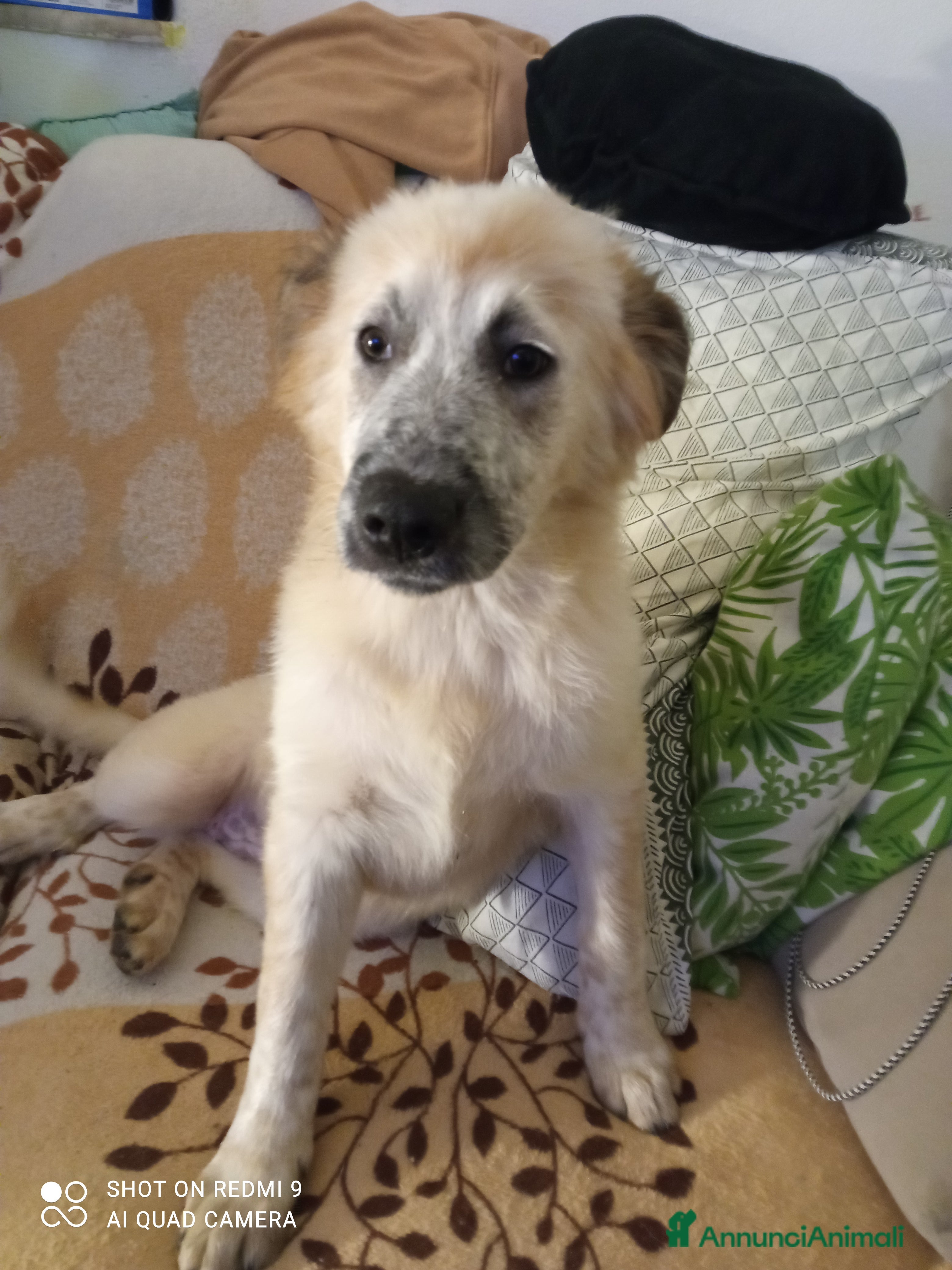 Meticcio cani Cucciola cerca casa - Annuncio 2