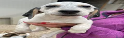 Meticcio cani in regalo: SIMPATICHE SORELLINE DI DUE MESI E MEZZO - Annuncio 16