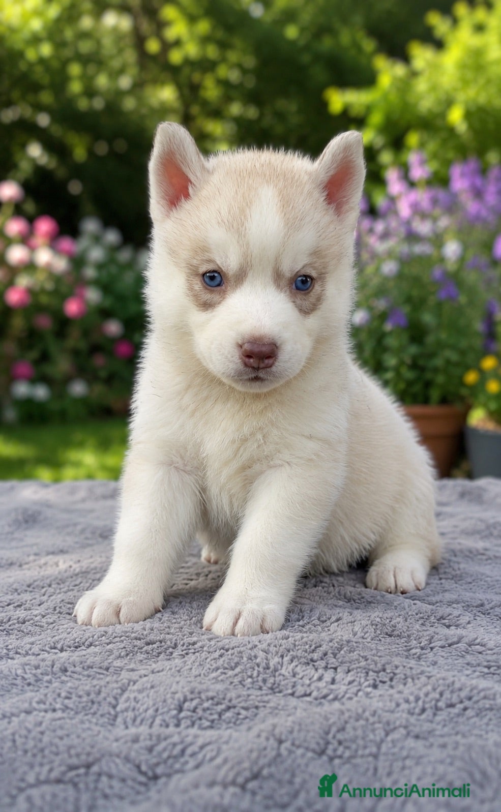 Husky cani Siberian Husky - Annuncio 1